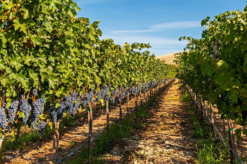 Washington State-Red Mountain A row of Cabernet Sauvignon grapes in a vineyard in Yakima Valley